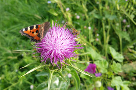 Blüte mit Insekten. Foto: Marina Rizkovski-Jansen, DLR Projektträger