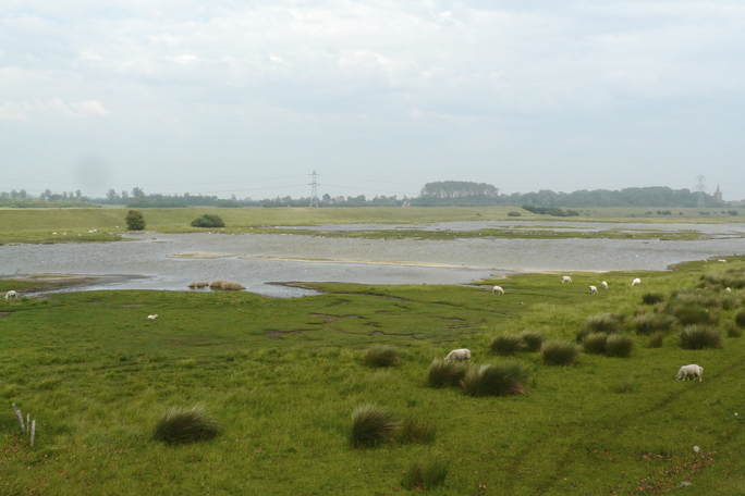 Polder an der Nordseeküste