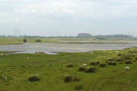 Polder an der Nordseeküste. Foto: Michael Kleyer