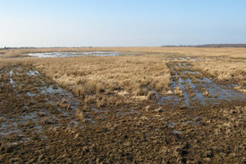 Wiedervernässung eines Morres in Mecklenburg-Vorpommern. Foto: Martin Maier