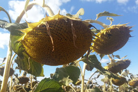 Sonnenblumenfeld in der KULUNDA-Steppe, Russland. Foto: Marina Rizovski-Jansen, DLR Projektträger