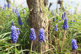 Weinbergflora als wichtiges Element der Biodiversität. Foto: Ilona Leyer / Hochschule Geisenheim