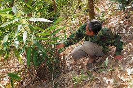 Ein Mann begutachtet das Ingwergewächs Alpinia oxyphylla in einer Kautschukplantage in China. Foto: Dr. Gerhard Langenberger