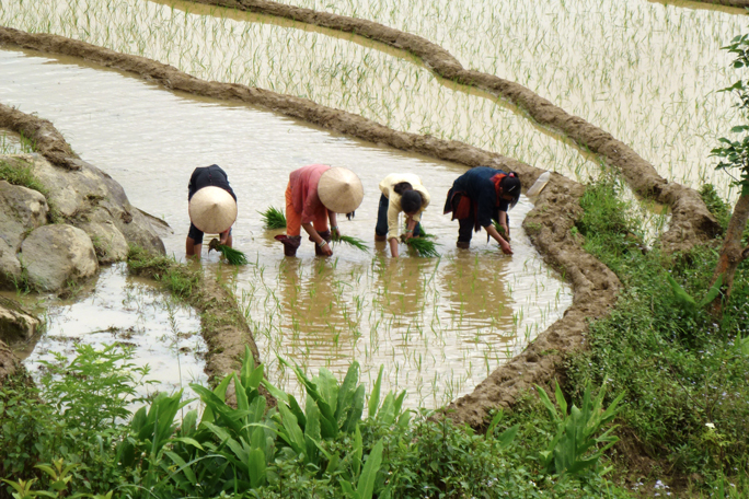 Reisbauern bei der Arbeit im Feld